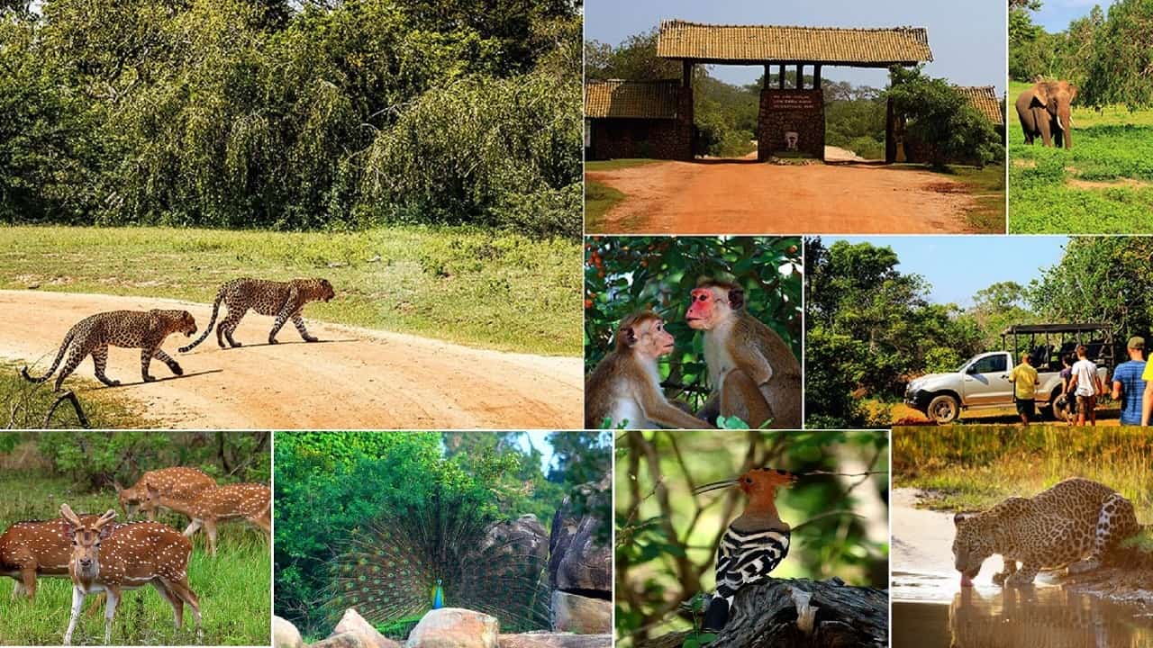       ** *     Welcome to Diyadahara lake Resort     ***