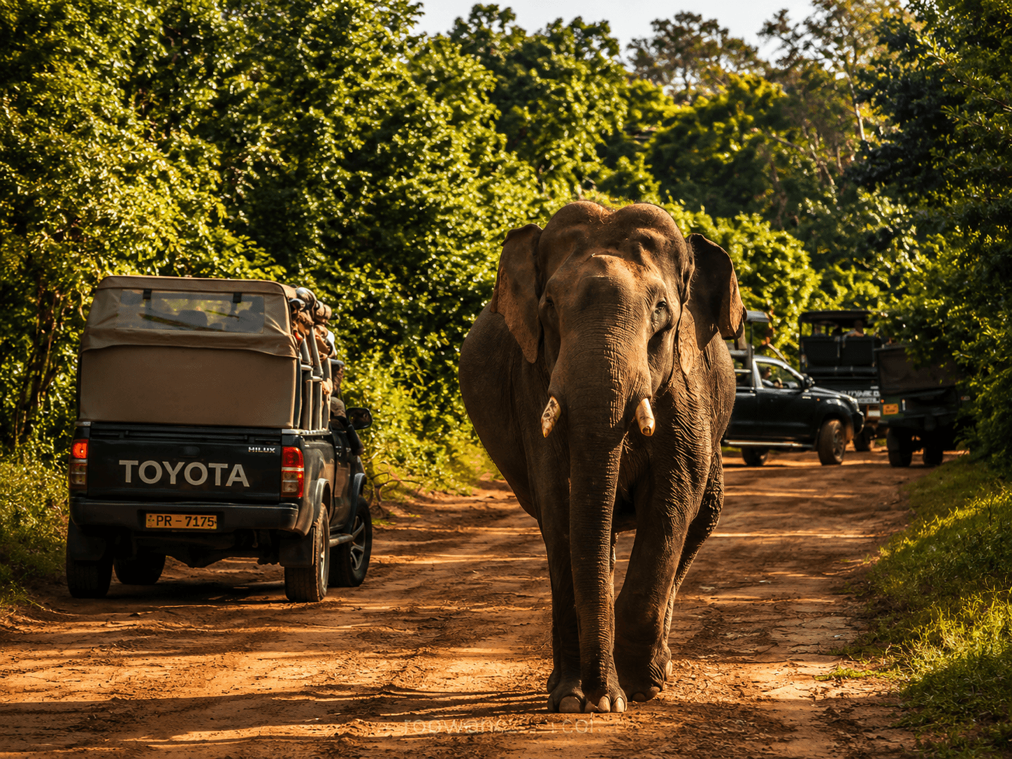 Elephant